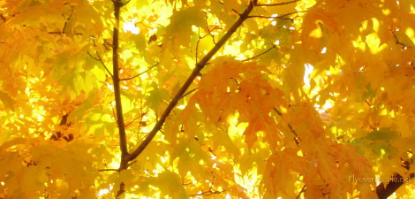 Fall canopy