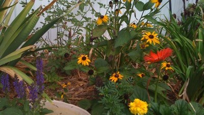 Garden Garden